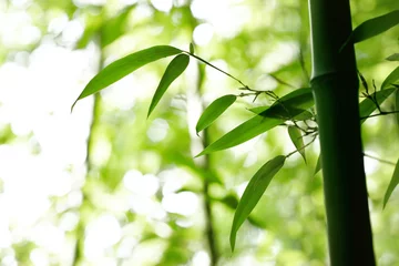 Cercles muraux Bambou Bambou