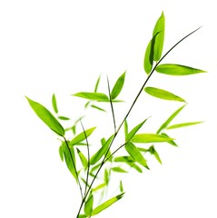 Naklejka premium Bamboo leaves