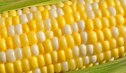 Bi-Color Corn on the Cob