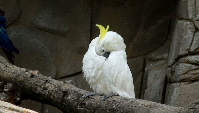 pappagalli