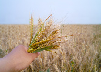 Hand with wheat