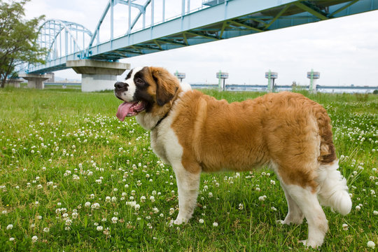山岳救助犬images Browse 8 Stock Photos Vectors And Video Adobe Stock