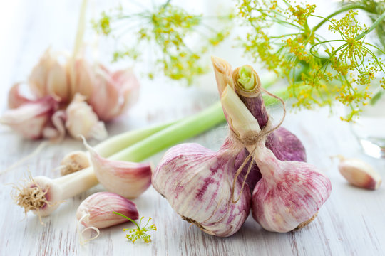 fresh garlic