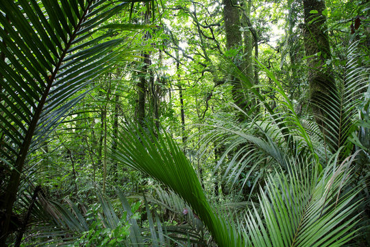 Fern leaves tropical forest jungle