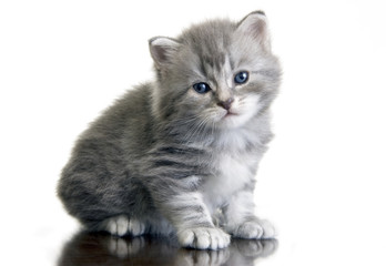 Fototapeta na wymiar Grey kitten with dark blue eyes