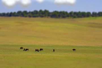 Narrow Depth of Field Photo of American Buffallo