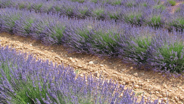 lavande provence