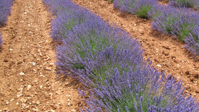 terre proven&ccedil;ale