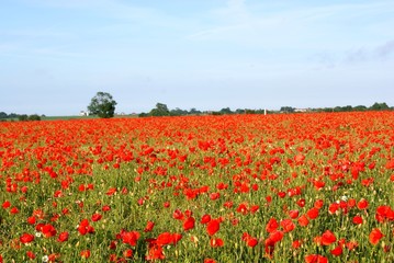 Poppy field