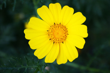 Yellow daisy