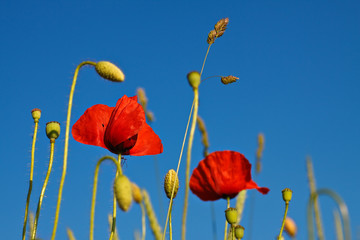 Obraz premium Mohnblume mit blauem Himmel