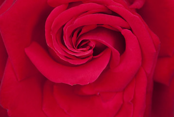 Red rose