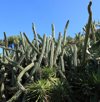 cactus cierges g&eacute;ants