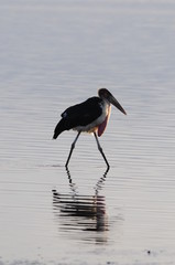 African Marabou stay in water