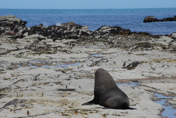 Seelöwe in Kaikoura, Canterbury, Neuseeland