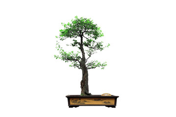 Chinese green bonsai tree Isolated on white background.