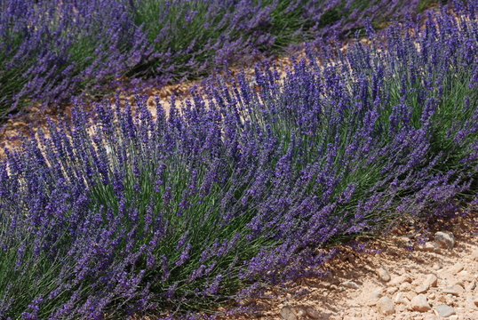 terre proven&ccedil;ale