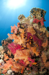 Fototapeta na wymiar pomarańczowy i różowy miękki koral