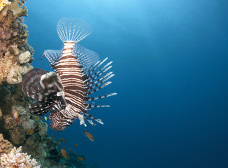 Lion fish swimming upside down