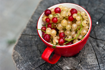 Red cup with red and white currants
