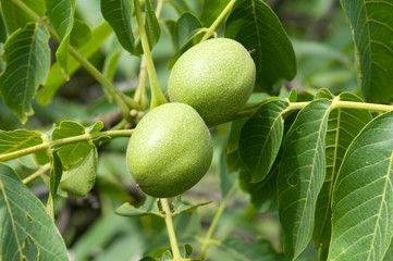 Green walnuts
