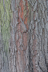 Nahaufnahme von Baumstamm