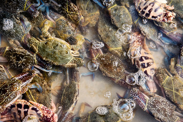 Frische Krabben auf einem Markt