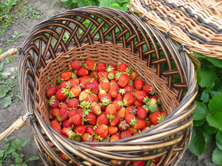 Fototapeta na wymiar Ripe strawberry in the big basket