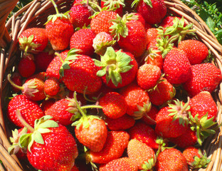 Strawberry in a basket