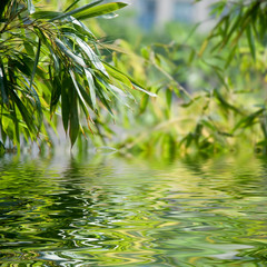 reflets de feuilles de bambous