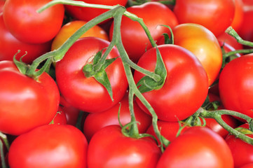 tomaten