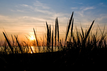 Gräser am Strand bei Sonnenuntergang