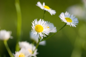 Obraz premium Junge Margeriten im Sommer,Nahaufnahme