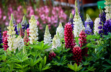 lupine flowers - Powered by Adobe
