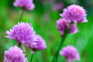 Obraz premium schnittlauch-blüten