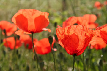 Poppy field