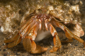 Hermit crab