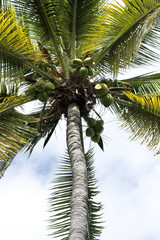 Fototapeta premium cocotier vert