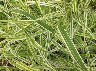 Falyaris or canary (Phalaroides arundinacea)