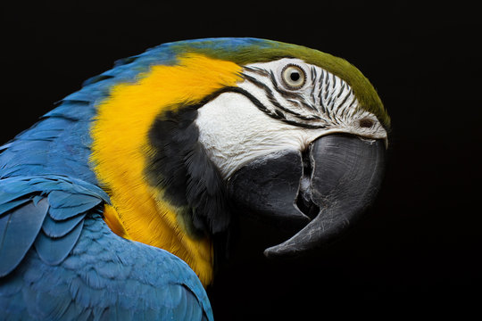 Macaw portrait