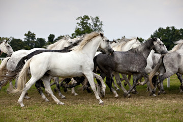 Obraz premium herd of horses