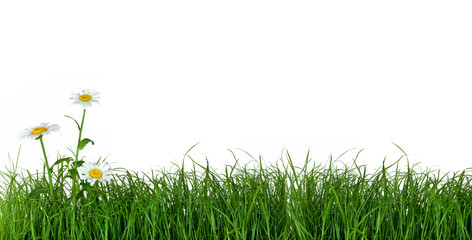 Green Grass and Daisy