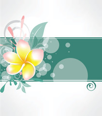 background with flower plumeria