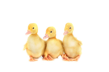 three fluffy chicks