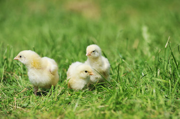 three fluffy chicks