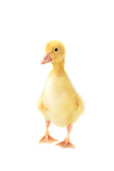 yellow fluffy duckling