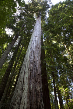 Redwood Tree _MG_2340 © grabj