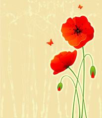 Red poppies back - 23835407