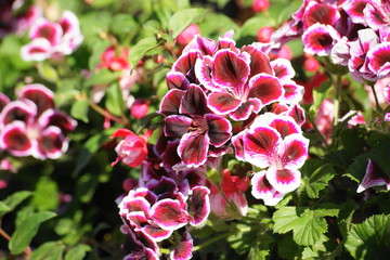 Pelargonie
