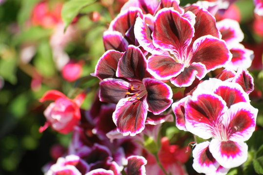 Pelargonie